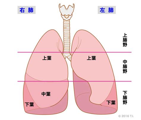 肺 位置|【X線、CT画像あり】肺の場所を図で解説！痛みが出。